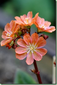 lewisia