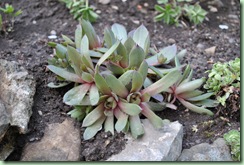 sempervivum hybrid