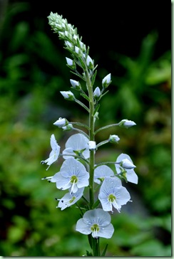 Veronica gentianoides