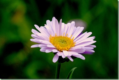 Aster alpinus