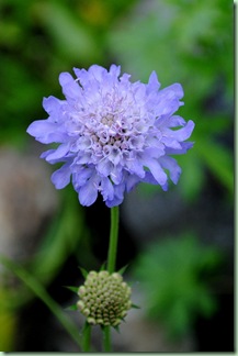 scabiosa