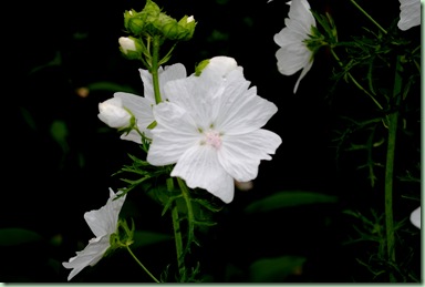 Malva moschata ‘Alba’