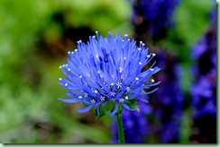 Jasione leavis ' Blaulicht'