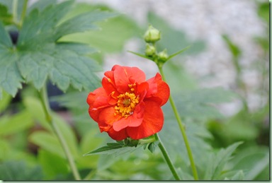 Geum chiloense ‘Mrs. Bradshaw’