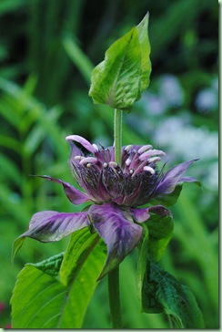 Monarda fistulosa 'Croftway Pink'