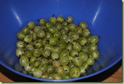 gula krusbär gula krusbär