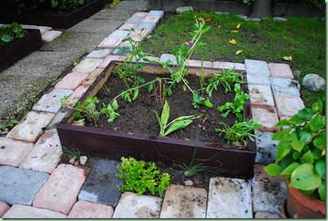 hängande plantor än så länge hängande plantor än så länge