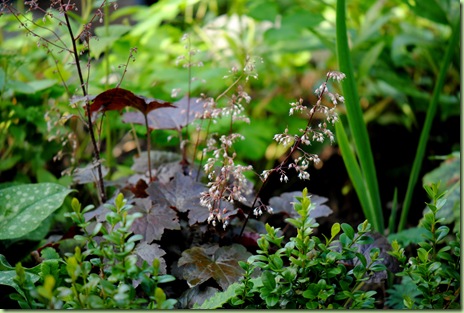 Heuchera 'Purple Palace' Heuchera 'Purple Palace'