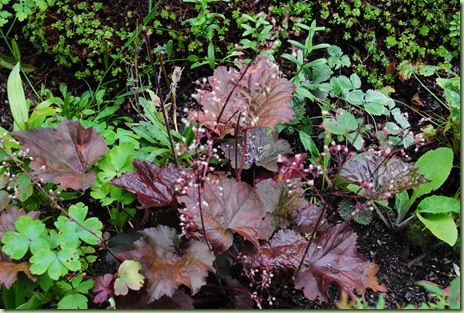 Heuchera 'Purple Palace' Heuchera 'Purple Palace'