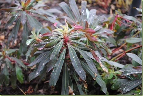 Euphorbia amygdaloides 'Purpurea'