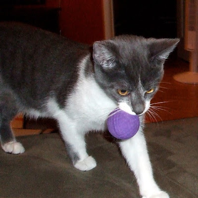 Oslo and his purple ball.