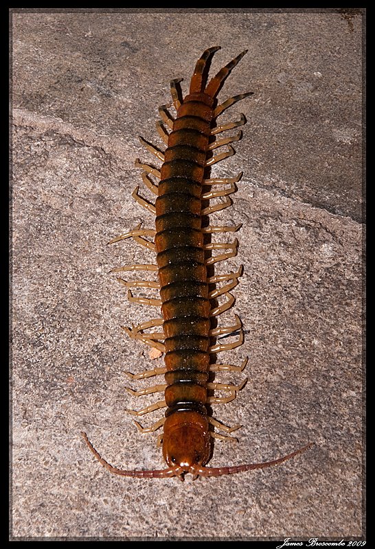 Rainbow Centipede