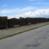 Trainloads of Sugar Cane