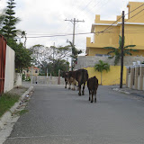 cows going down our street.