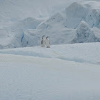 Pingoins esseulés sur un iceberg