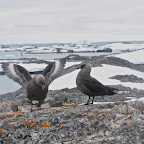 Je parle à l'oreille des oiseaux "Skua"