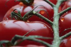 [tomate[4].jpg]
