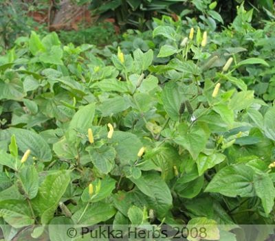 [pippali plants[8].jpg]