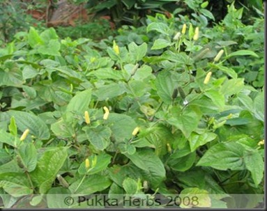 pippali plants
