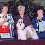 Ch. Hallmark Jolei Jezebell