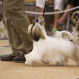American Shih Tzu Club 2004 National Sweepstakes, May 14, 2004
