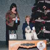 Ch. Hallmark Jolei Bells Will Be Ringing "Willy" (December 2009)