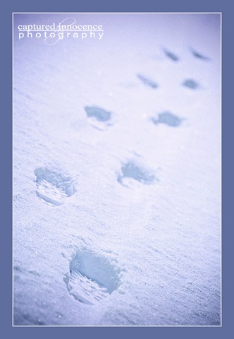 [snow prints[9].jpg]