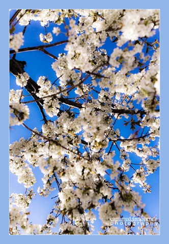 [Brown Blossoms2[3].jpg]