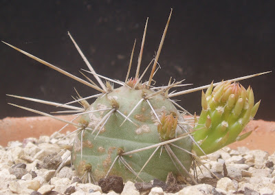 Opuntia fragilis Opuntia%20fragilis%20-alberta%20Canada
