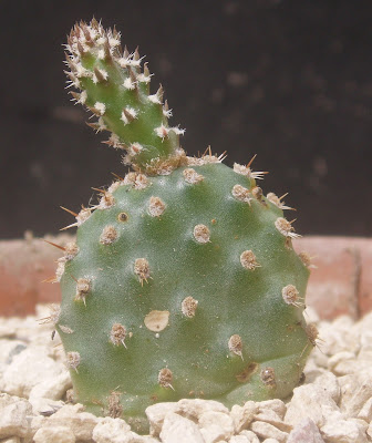 Opuntia fragilis Opuntia%20fragilis%20cv%20%27frieberg%27