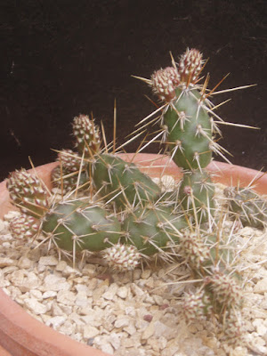 Opuntia fragilis Opuntia%20fragilis%20L2364