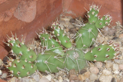 Opuntia fragilis Opuntia%20fragilis%20SB%20095