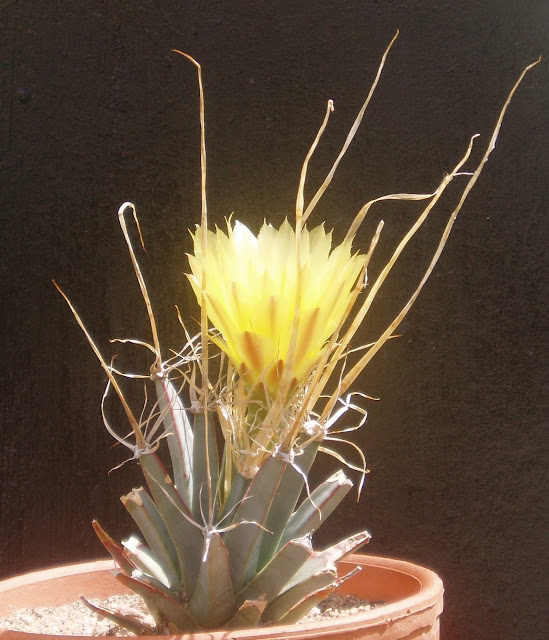 Leuchtenbergia principis Leuchtenbergia%20principis%202