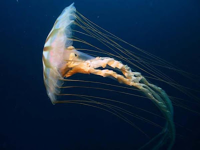 kwal, chrysaora melanaster