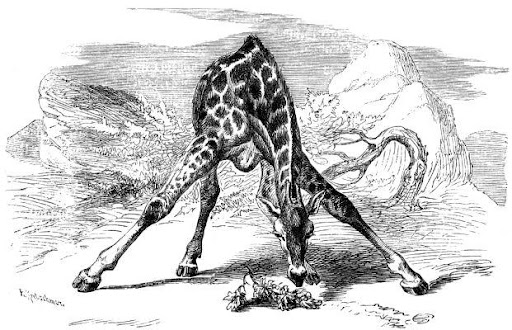 voorovergebogen giraffe, brehms tierleben