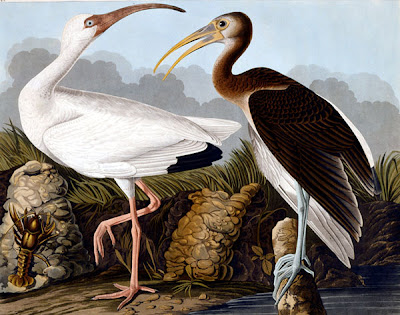 john james audubon, witte en bruine ibis