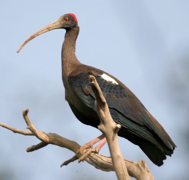 indiase zwarte ibis, j.m. garg