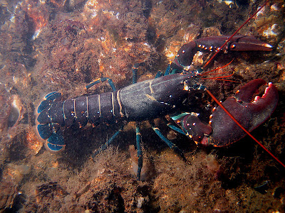 europese lobster bij den osse (bart braun)
