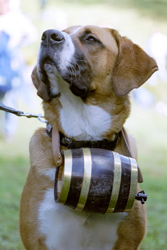 st bernard