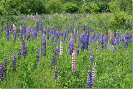 lupines2