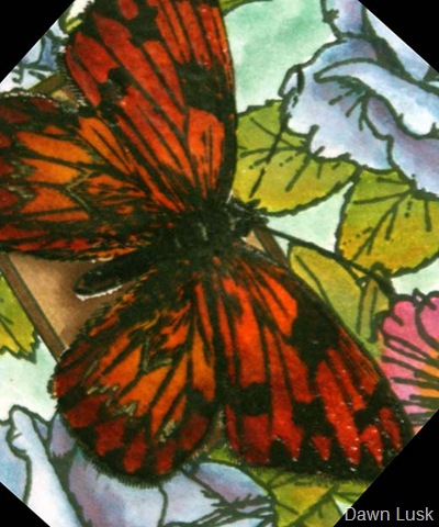 [Mel's Sample Butterfly closeup[8].jpg]