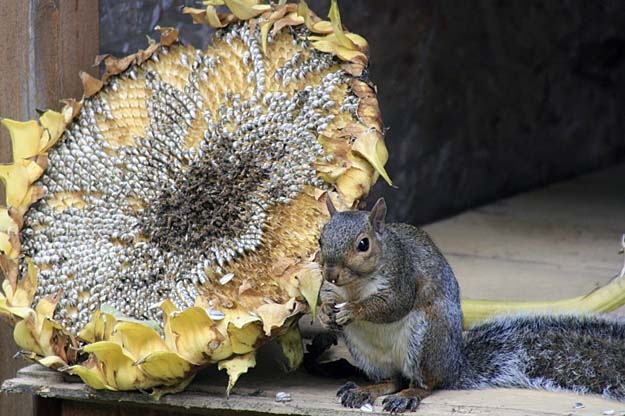 [sunflower squirrel5[4].jpg]