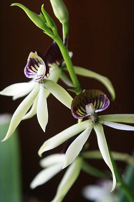 [orchid37.jpg]