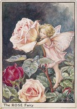 [rose fairy[3].jpg]