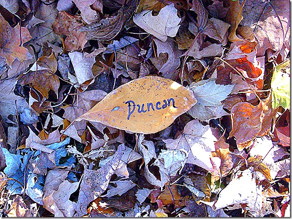 duncan's leaf from Holly