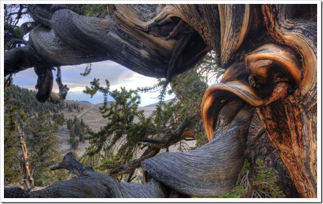 King-of-the-Forest-USA-Ca-004