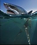 [whiteshark_mini[3].jpg]
