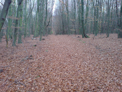Lonely forest