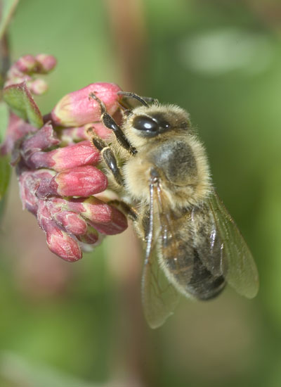 Bee.jpg
