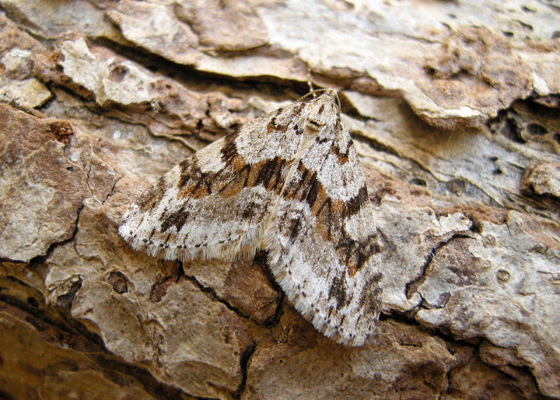 Barred Tooth Striped Moth seen on Warton Crag